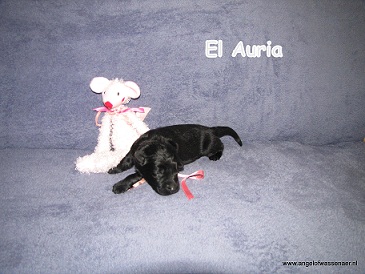 El Auria